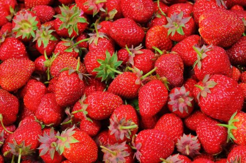 Strawberry picking in Victoria